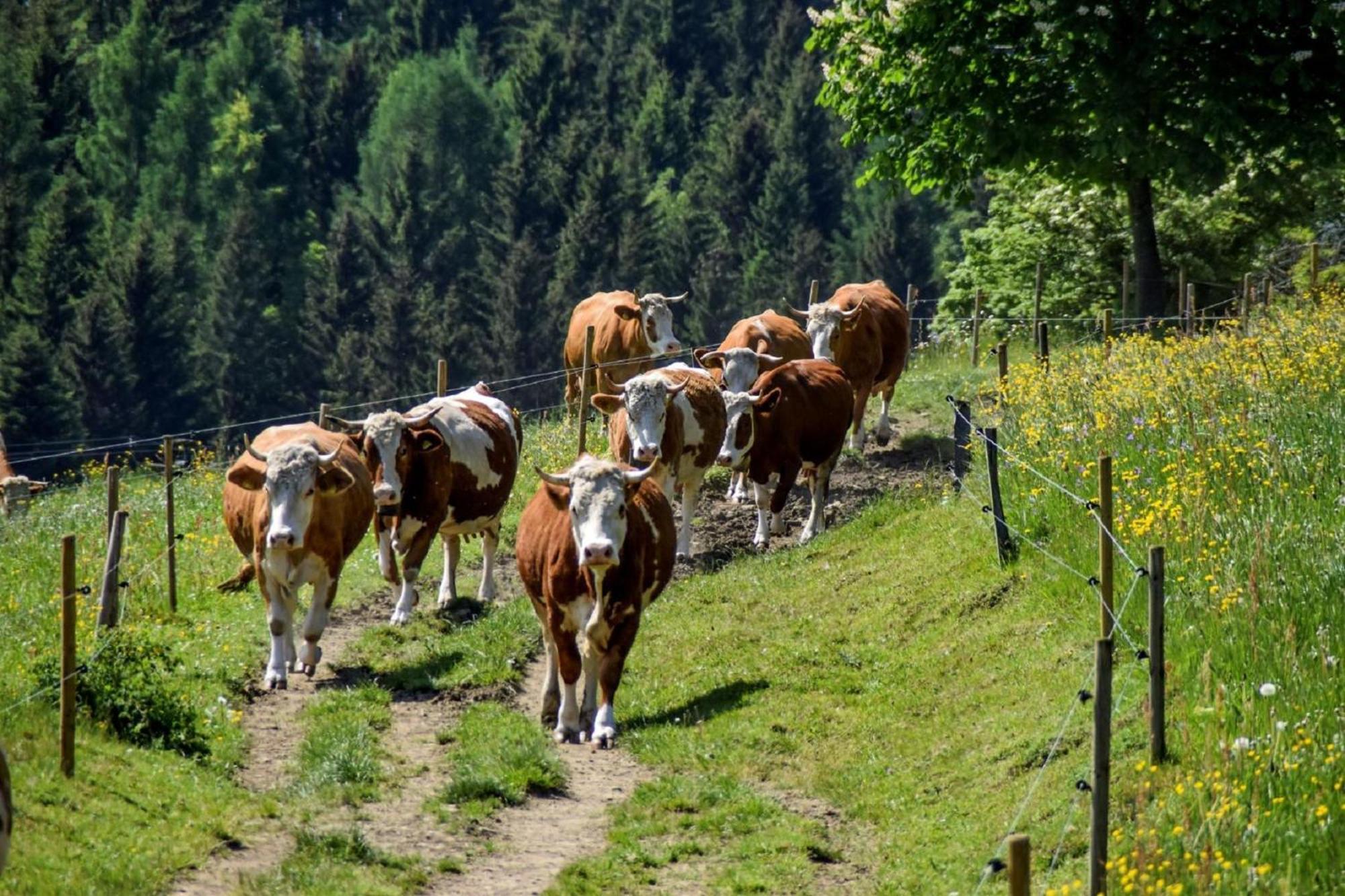 Urlaub Auf Dem Haberlhof Villa Lohberg Ngoại thất bức ảnh